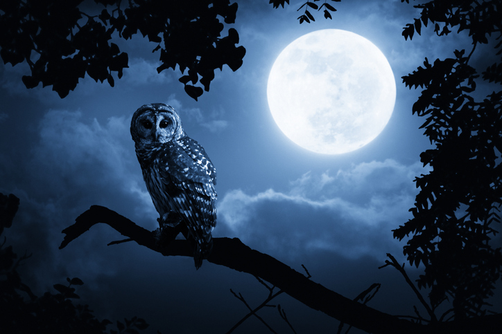night owl person tado children book